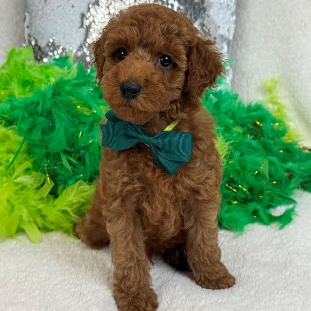 Tally Green Boy - Goldendoodle Male
