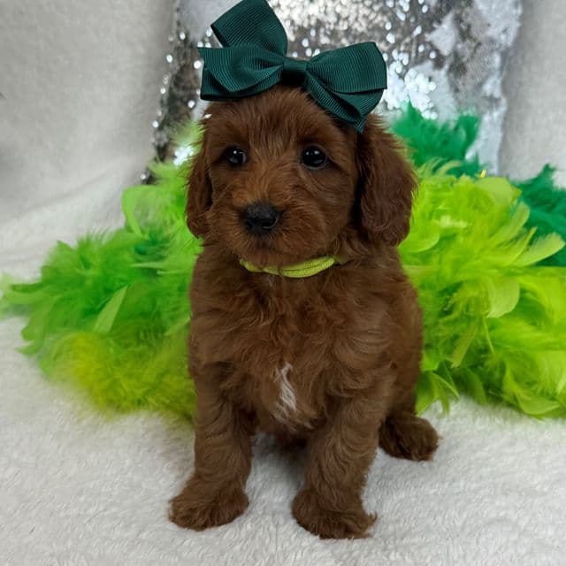 Braley Green Girl - Goldendoodle Female