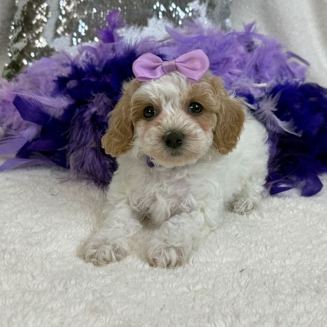 Cici Purple Girl - Toy Poodle Female