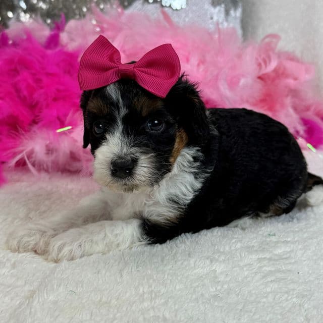 Mia's Pink Girl - Cavapoo Female