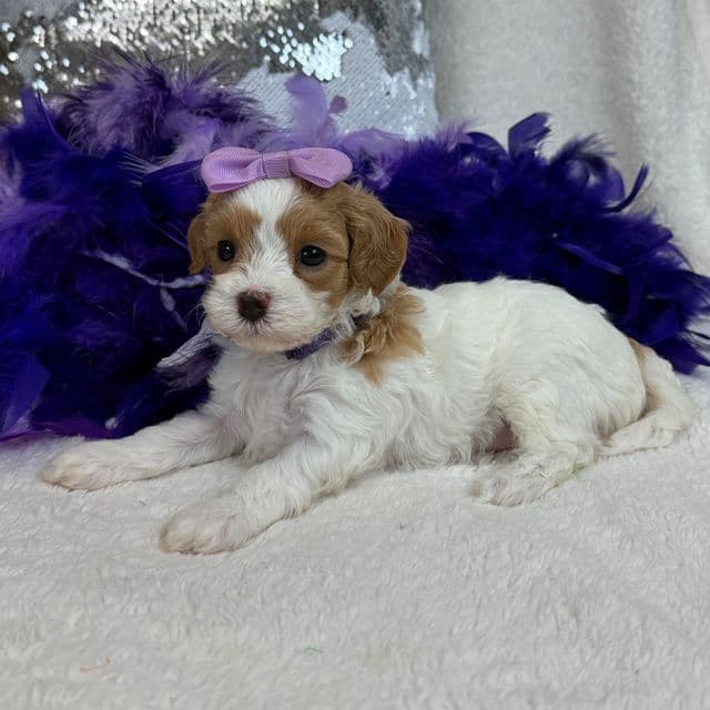 Mia Purple Girl - Cavapoo Female