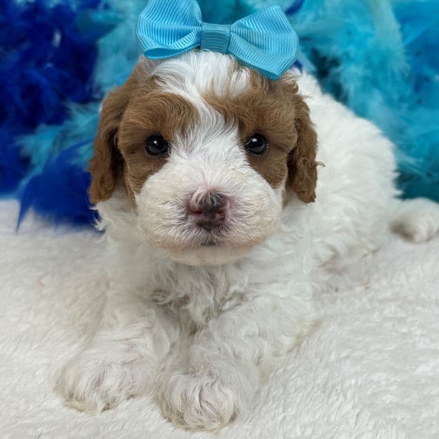 Mia Turquoise Girl - Cavapoo Female