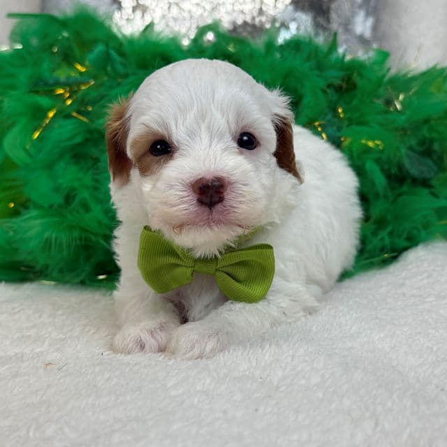 Mia Green Boy - Cavapoo Male