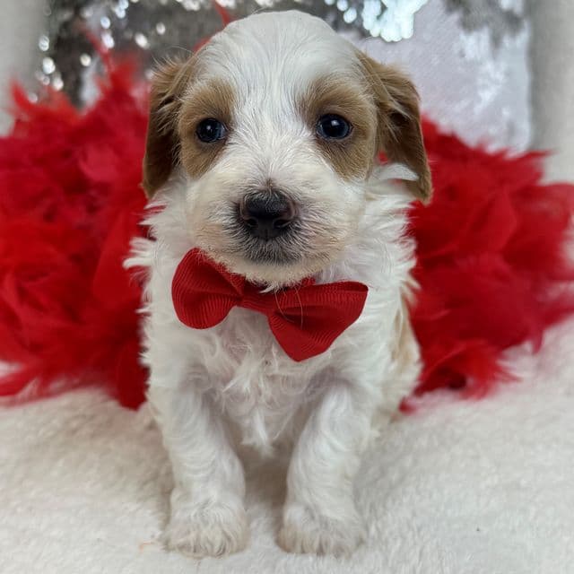 Mia Red Boy - Cavapoo Male