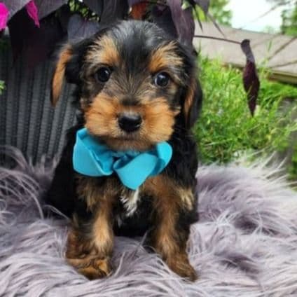 Little Oliver  - Yorkshire Terrier Male