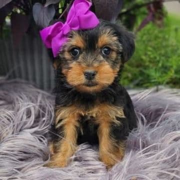 Lola - Yorkshire Terrier Female