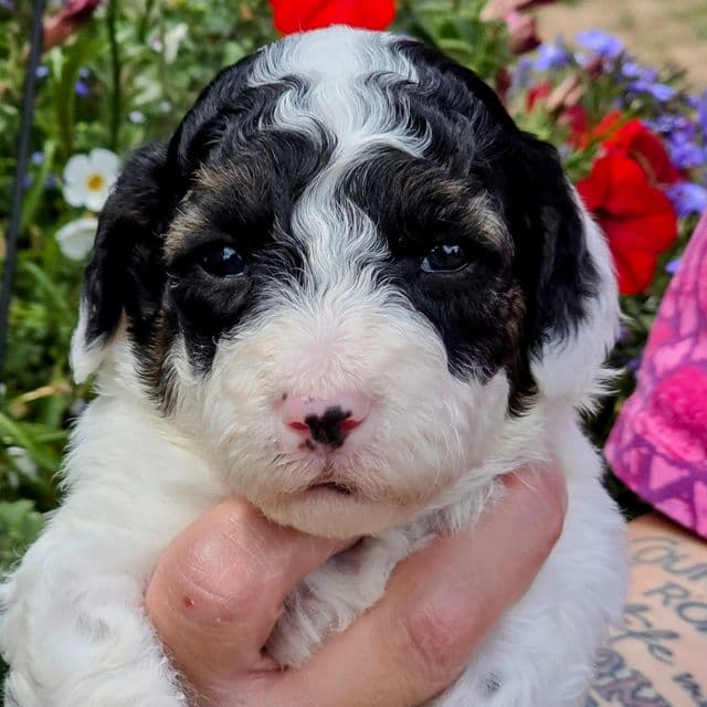 Ziggy - mini portidoodle  - Portidoodle Male