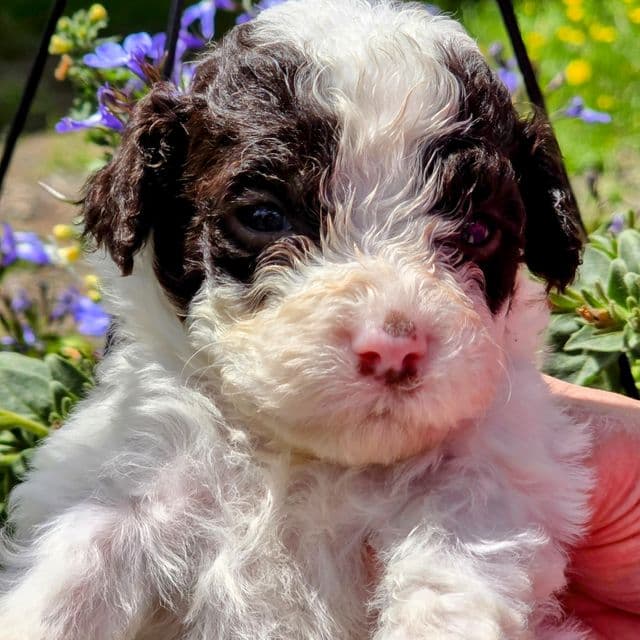 Bruno- mini portidoodle  - Portidoodle Male