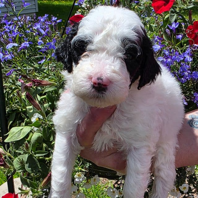 Bruce- mini portidoodle  - Portidoodle Male