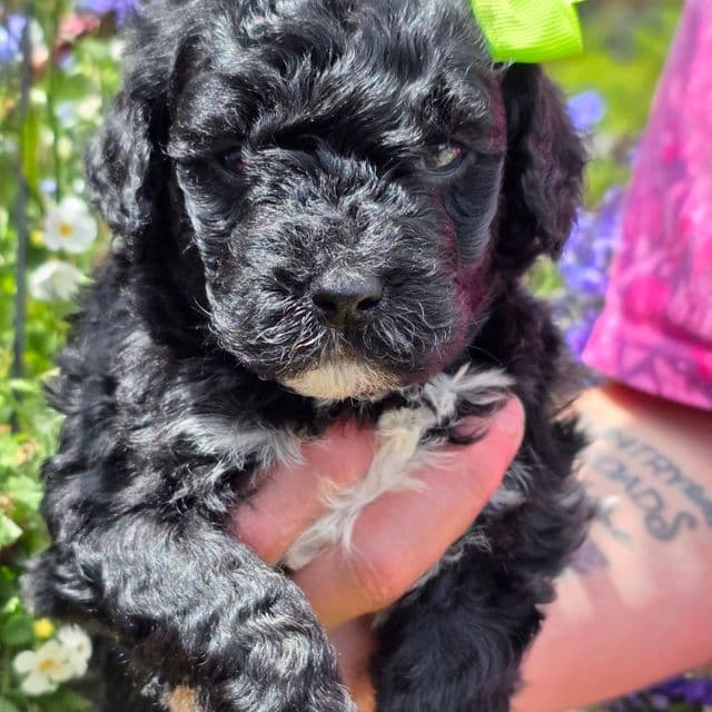 Beauty- mini portidoodle  - Portidoodle Female