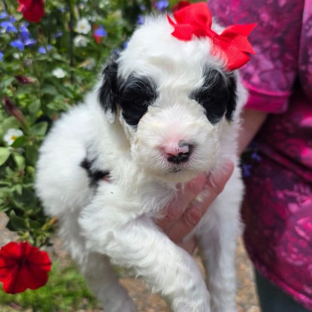 Rikki- mini portidoodle  - Portidoodle Female