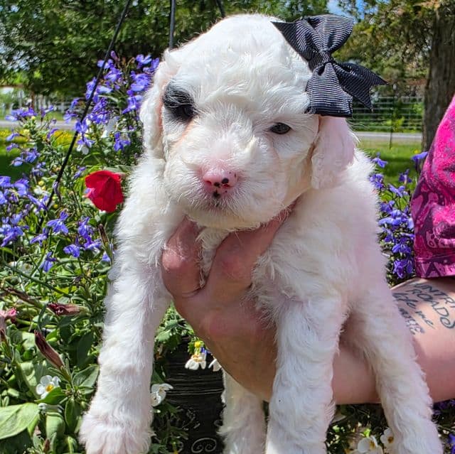 McKenzie- mini - Portidoodle Female