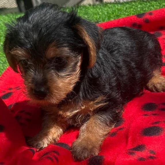 Gilly - Yorkshire Terrier Female