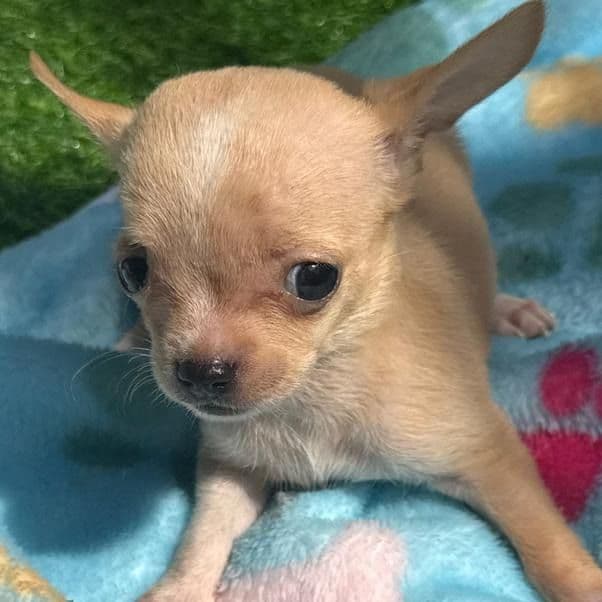 Timmy - Teacup - Chihuahua Male