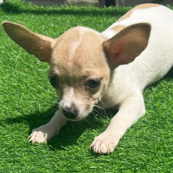Max - Chihuahua Male