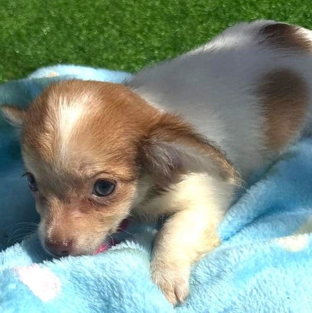 GEORGIE - Chihuahua Male