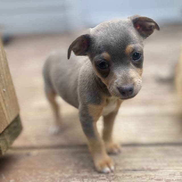 Blue - Chihuahua Male