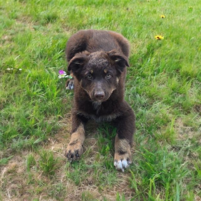 George - Australian Shepherd Male
