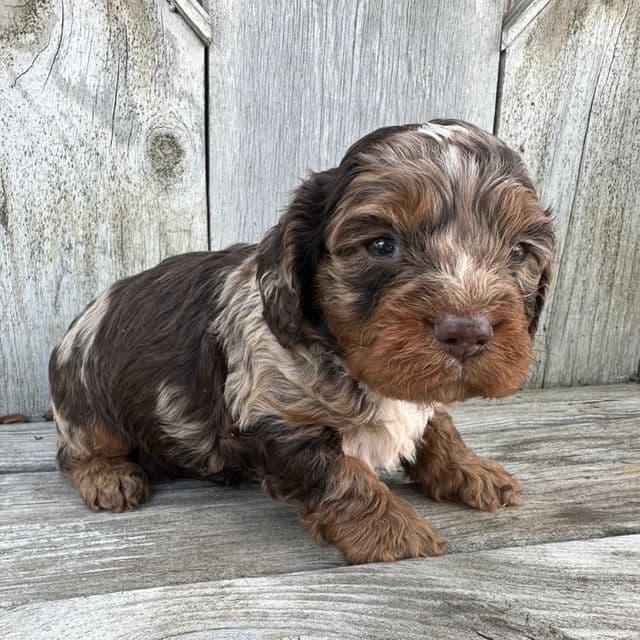 Montana - Cavapoo Male