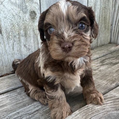 Georgia - Cavapoo Female