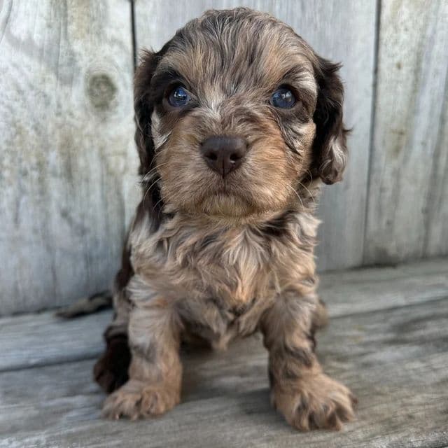 Arizona - Cavapoo Female