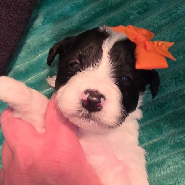 Tori- mini - Sheepadoodle Female