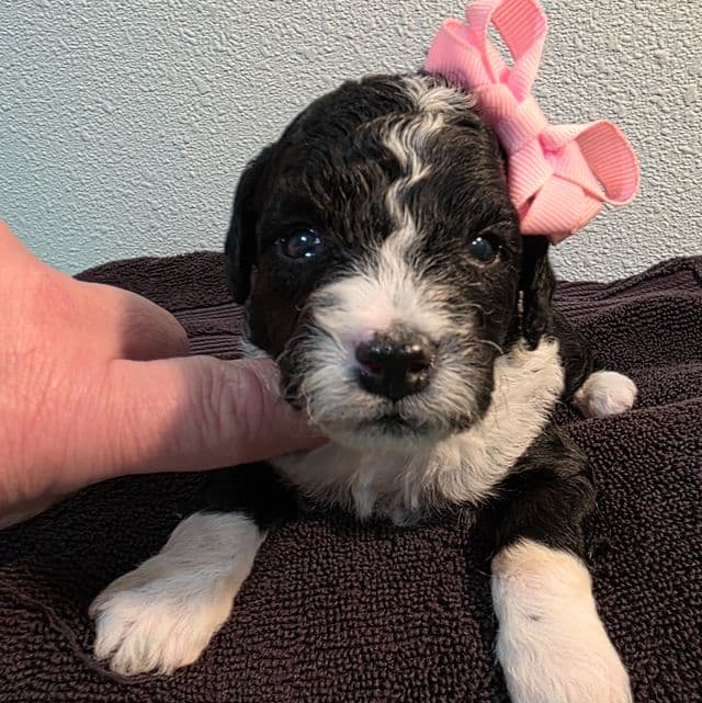 Tina- mini - Sheepadoodle Female