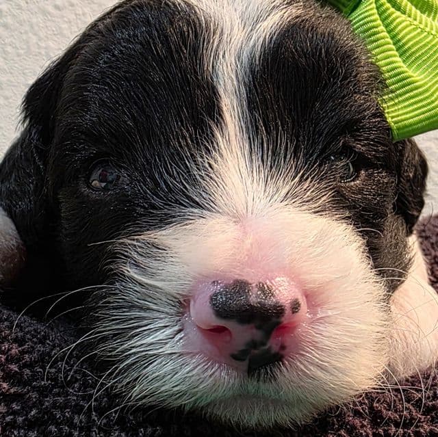 Tiffany - mini - Sheepadoodle Female