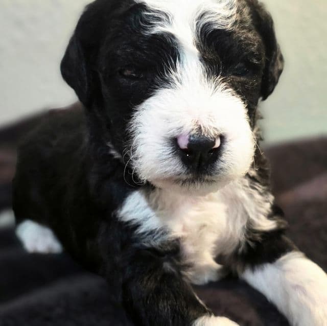 Ollie- mini - Sheepadoodle Male