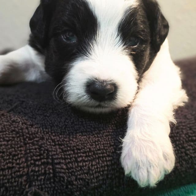 Oreo- mini - Sheepadoodle Male