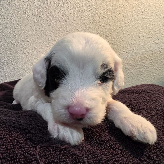 Otto- mini - Sheepadoodle Male
