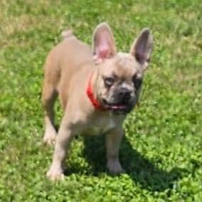 Ellie - French Bulldog Female