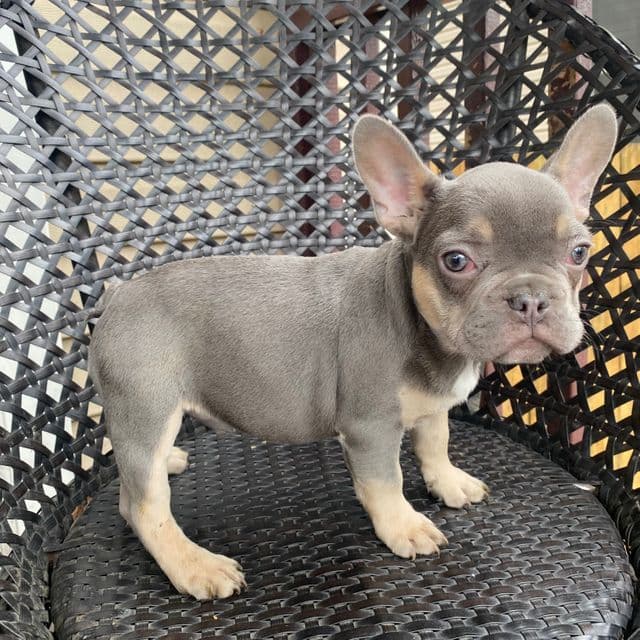 Moe - French Bulldog Male