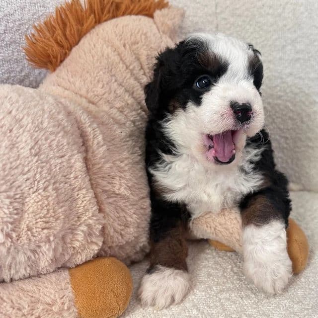 Zara - Bernedoodle Female