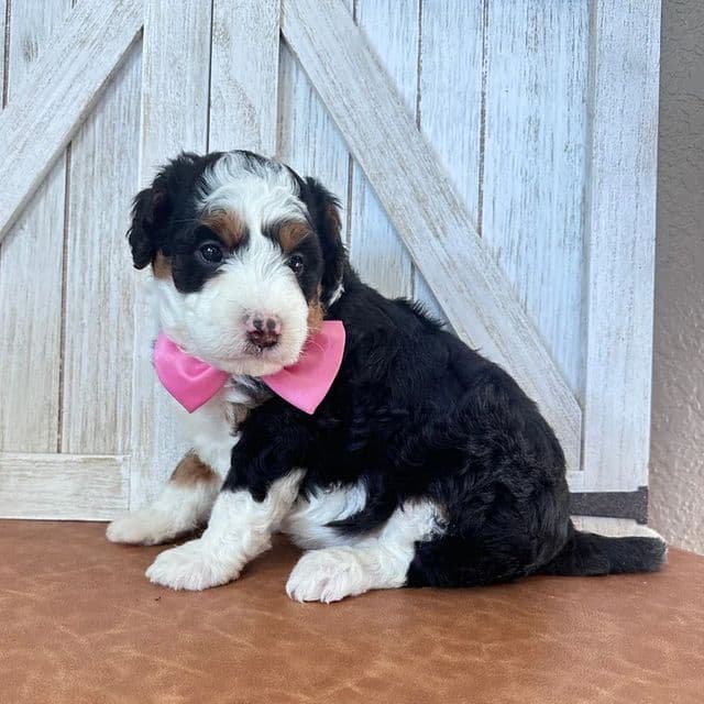Victoria - Bernedoodle Female