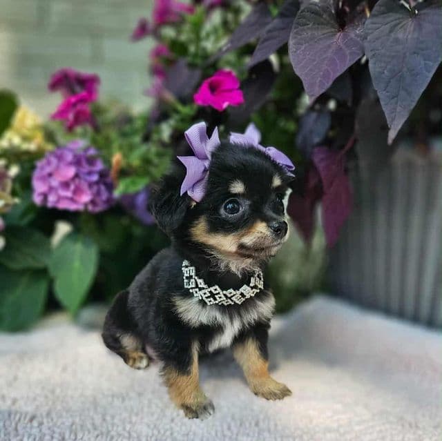 Little lulu - Chihuahua Female