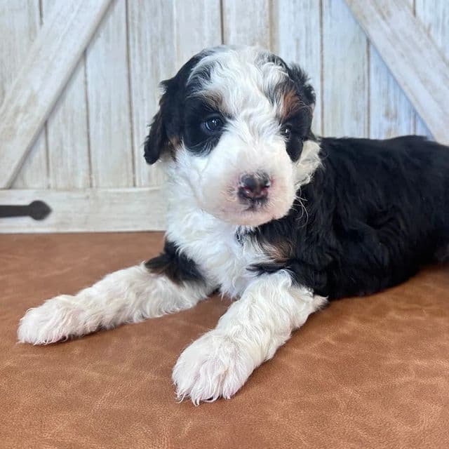 cherry - Bernedoodle Female