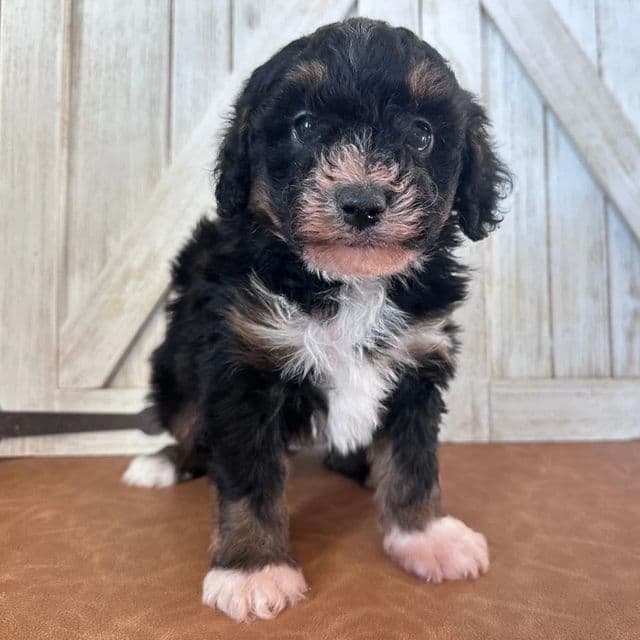 Brit5ney - Bernedoodle Female