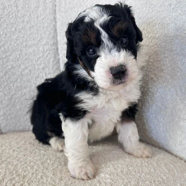 Marley - Bernedoodle Male