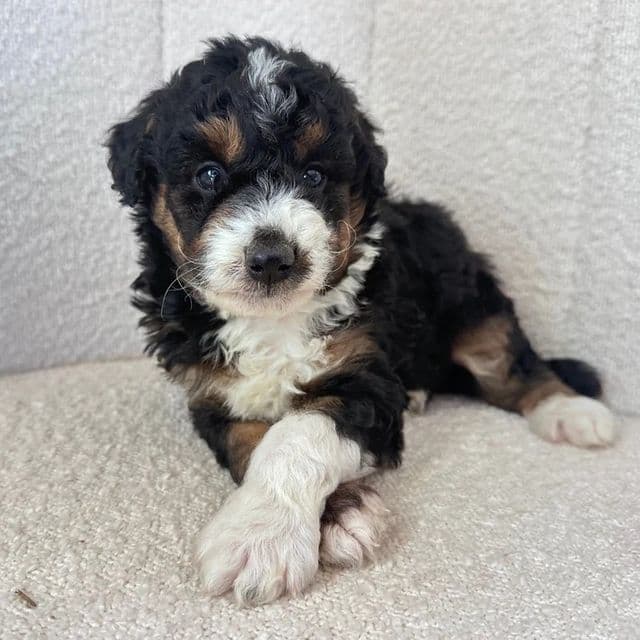 Spike - Bernedoodle Male