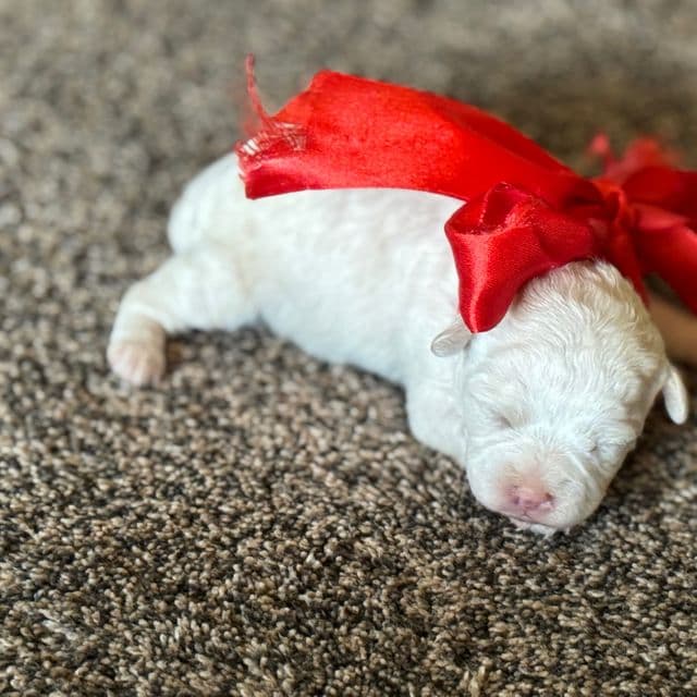 Abby - Shih-Poo Female