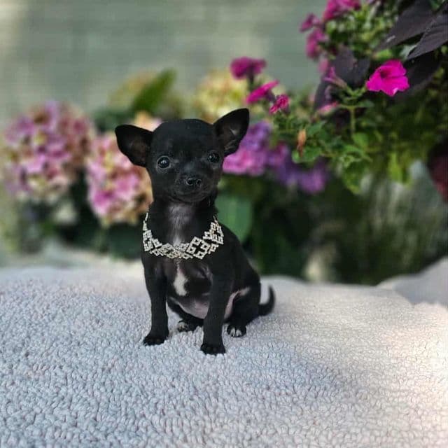 Teacup Chi chi  - Chihuahua Female