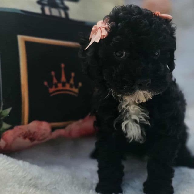 Betsy - Toy Poodle Female