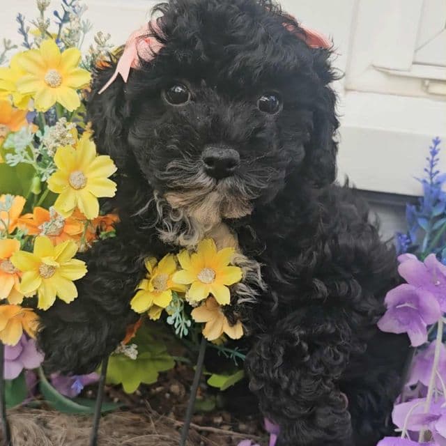 Betsy - Toy Poodle Female