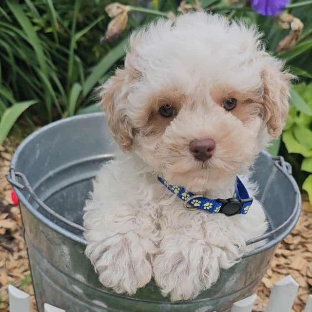 Noah - Toy Poodle Male