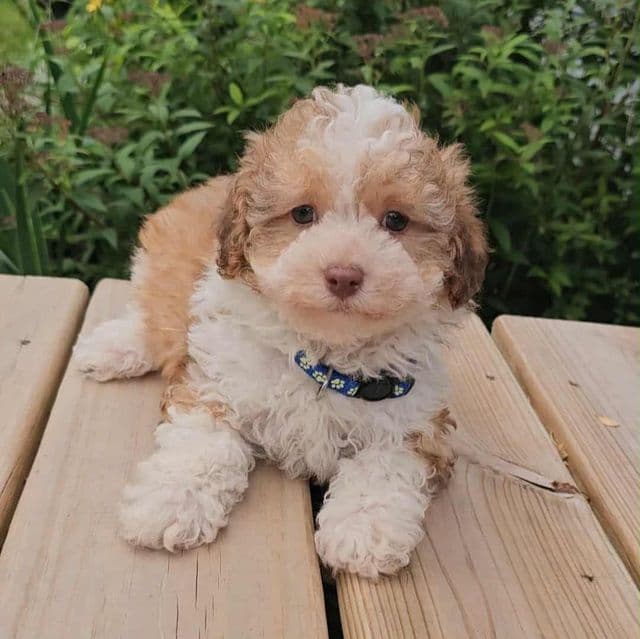 Karter - Toy Poodle Male