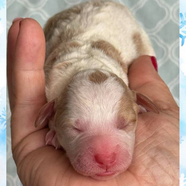 Valentino  - Toy Poodle Male