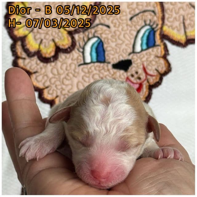Dior - Toy Poodle Male