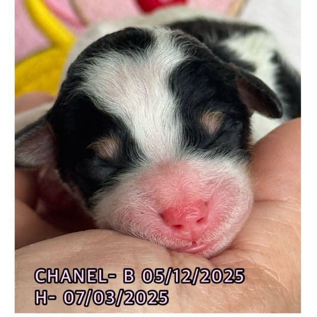 Chanel - Toy Poodle Female