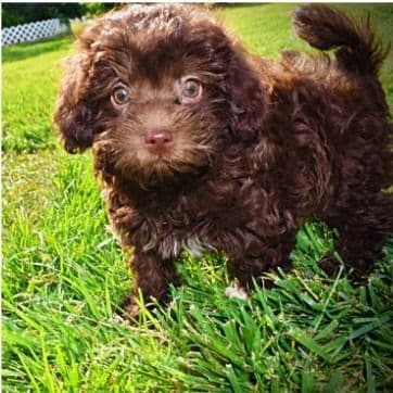 Prince - Havapoo Male